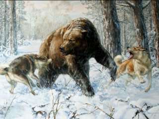 Охота на медведя в круге