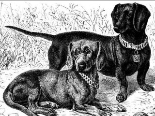 История породы такса – происхождение, развитие породных качеств, распространение по миру, собаки известных людей