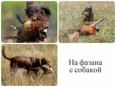 Фазан - отличная охотничья птица и видео как охотиться на него с собакой