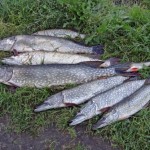 С июня 2018 года ловить щуку в реках ЛО будет запрещено