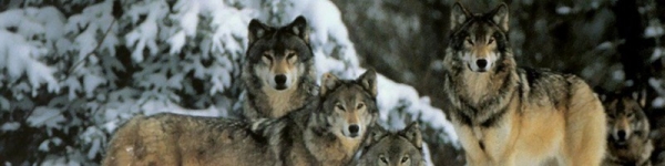 Облавная охота на волков с флажками