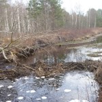 Сокращение численности бобров в Калиниградской области