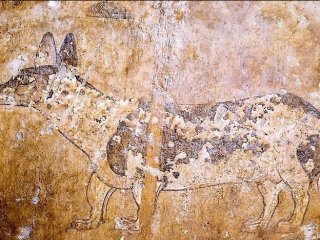 История породы такса – происхождение, развитие породных качеств, распространение по миру, собаки известных людей