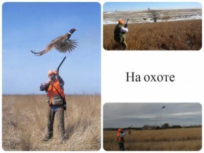 Фазан - отличная охотничья птица и видео как охотиться на него с собакой
